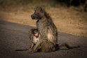 083 Kruger National Park, bavianen